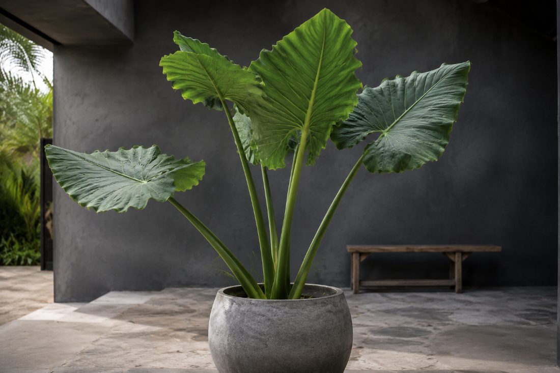 Alocasia Verde