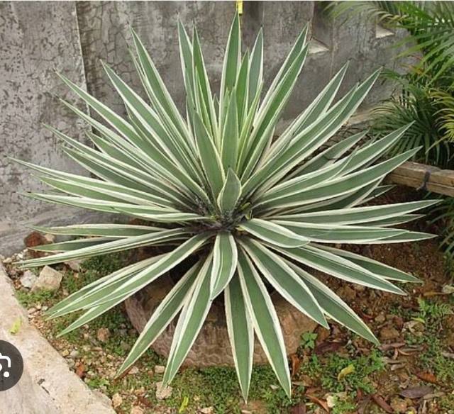 Agave