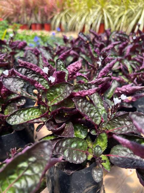 Ajuga