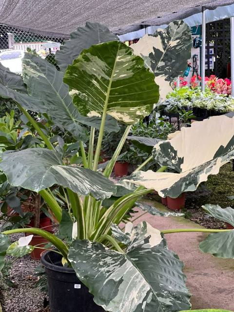 Alocasia Gigante Variegada