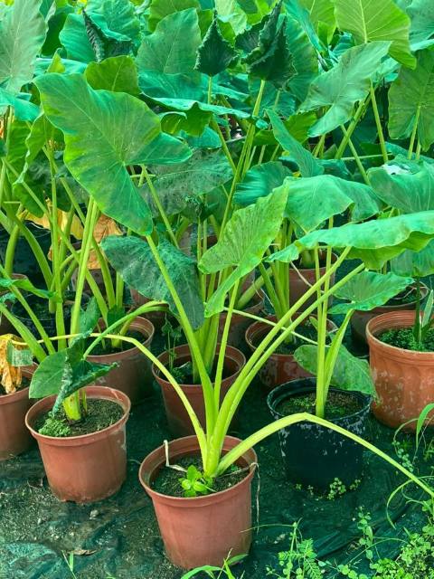 Alocasia Verde