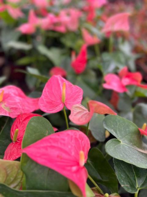Anthurio Flor Grande