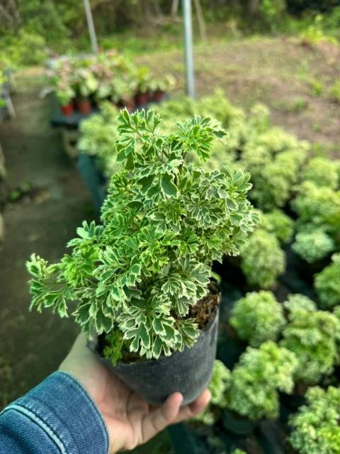 Aralia Blanca