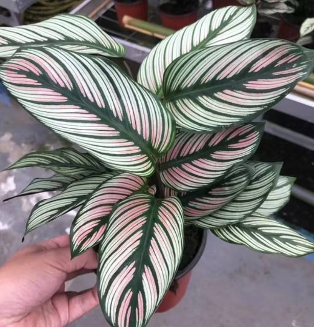Calathea Majestica Rosada