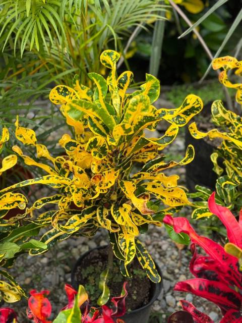 Croto Mamy Amarillo