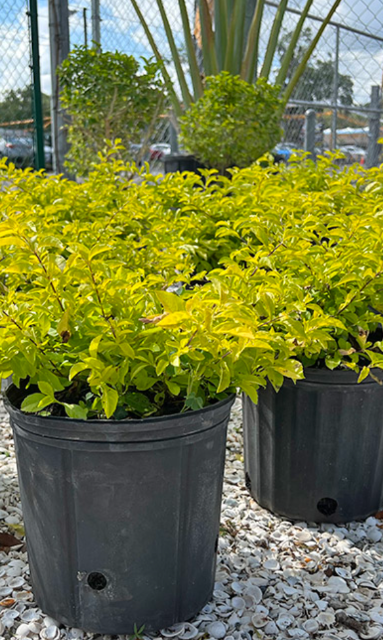 Duranta Gold