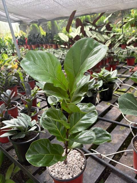 Ficus Bambino
