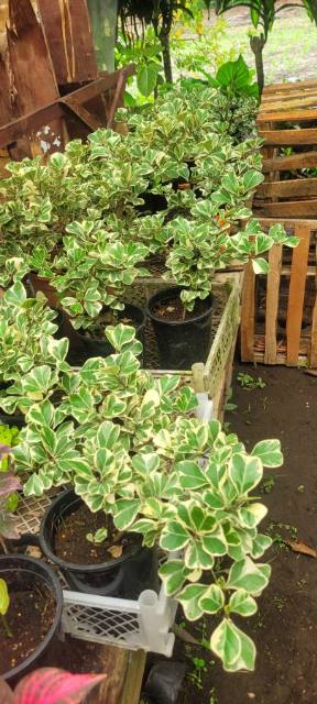 Ficus Triangular