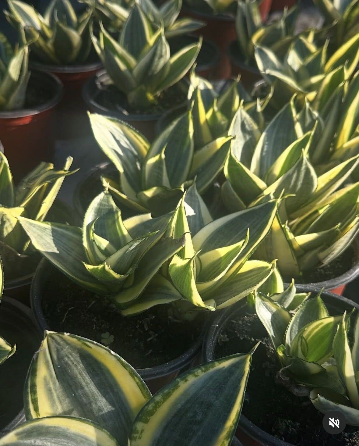 Lengua de Suegra Mini, Sansevieria enana, en Vivero Rose, Panamá