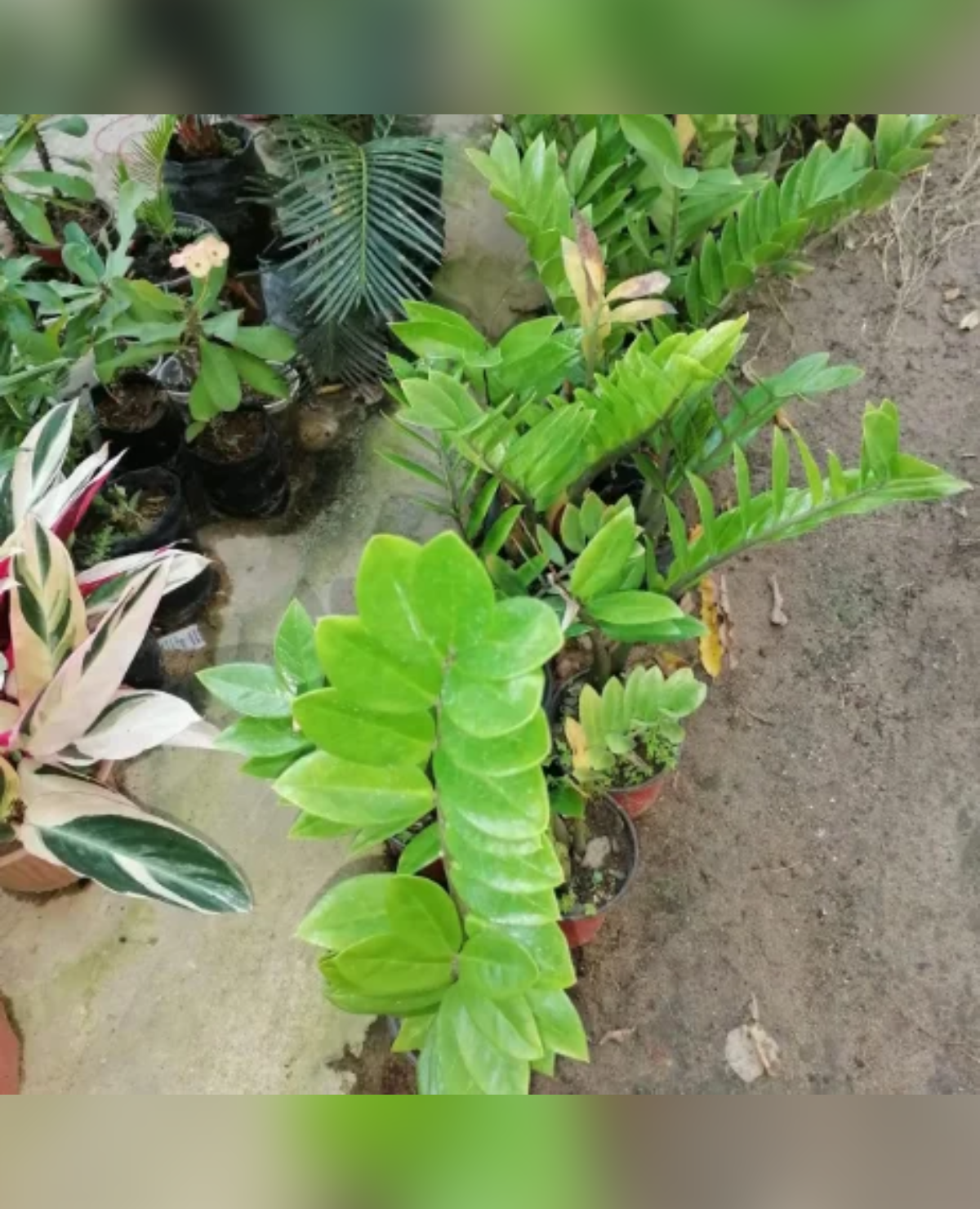 Millonaria (Zamioculcas zamiifolia) del catálogo de Vivero Rose, Panamá
