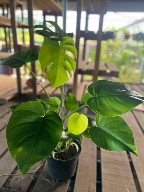 Monstera Deliciosa