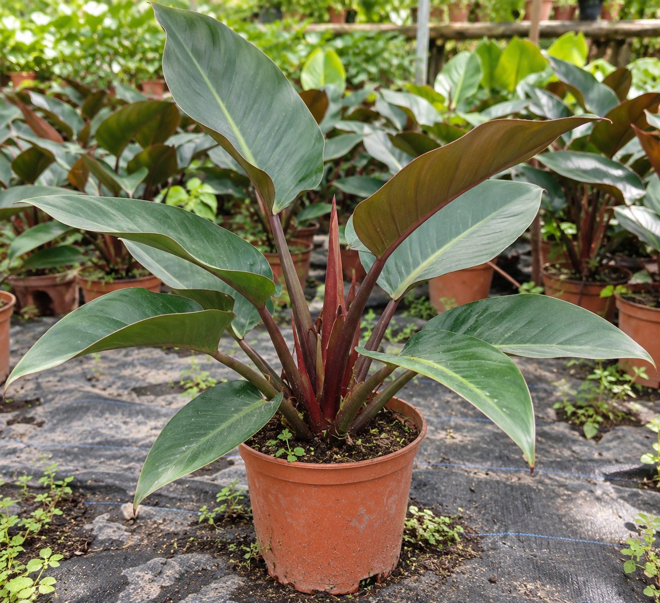 Philodendron Congo cultivado en Vivero Rose, Panamá
