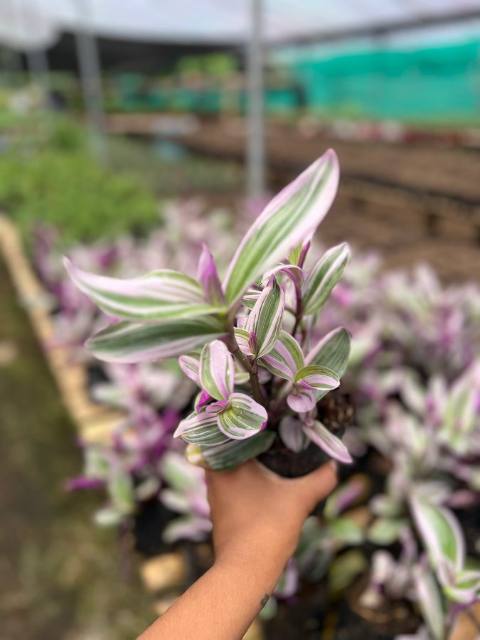 Tradescantia Gold