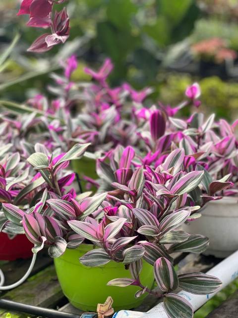 Tradescantia Mini