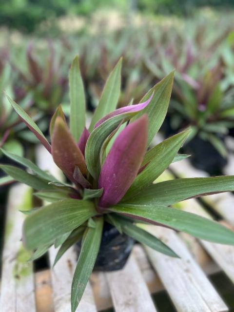 Tradescantia Reo