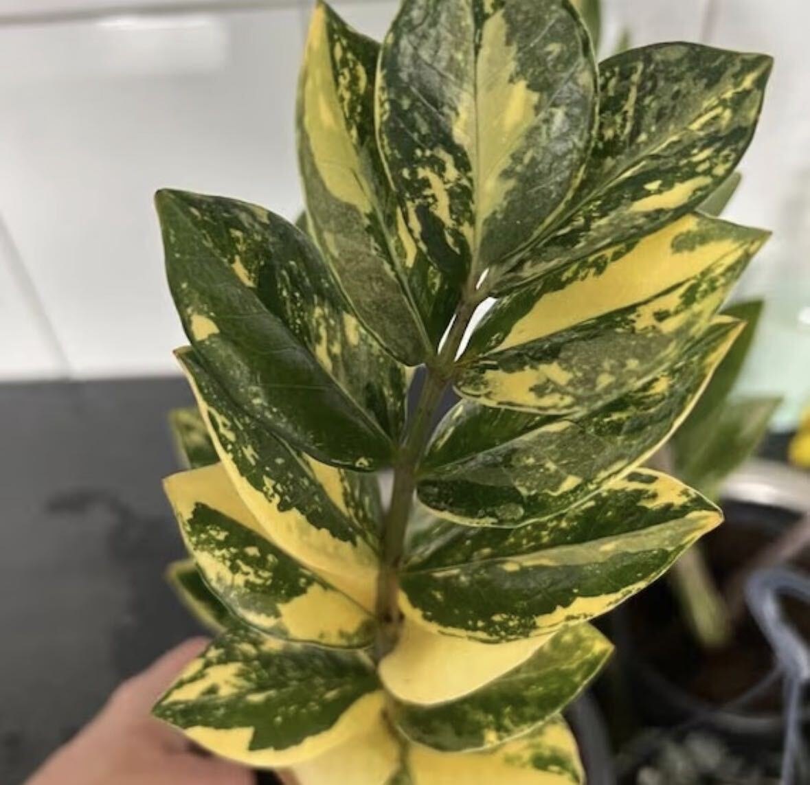 Zamioculca Variegata cultivada en Vivero Rose, Panamá