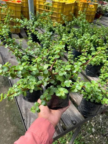 Mini Jade