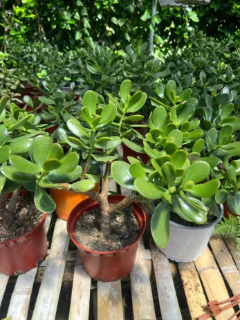 Jade