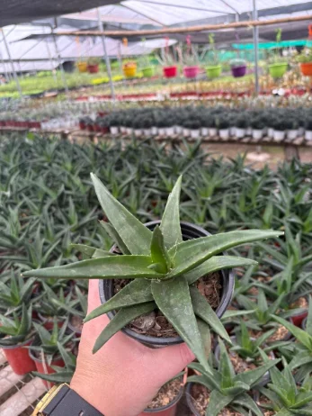 Sábila Aloe