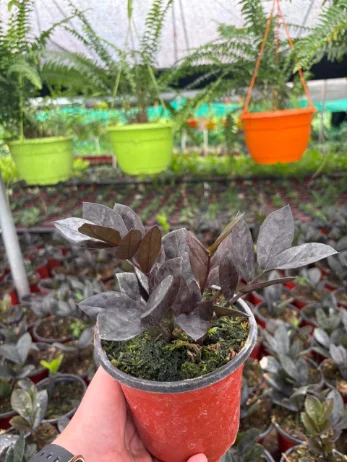 Millonaria Negra