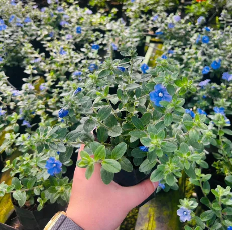 Cielito Azul