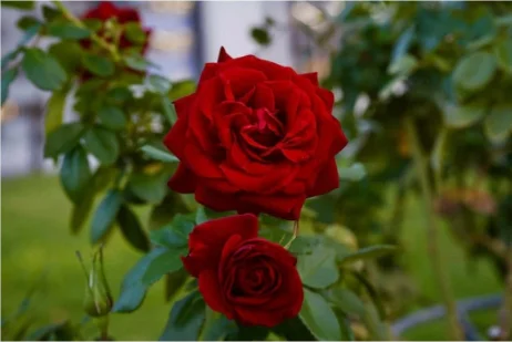 Rosas