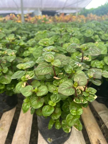 Mollejitas