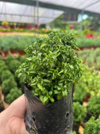 Mini Arbusto