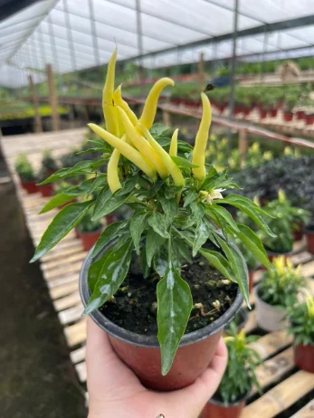 Chile Medusa
