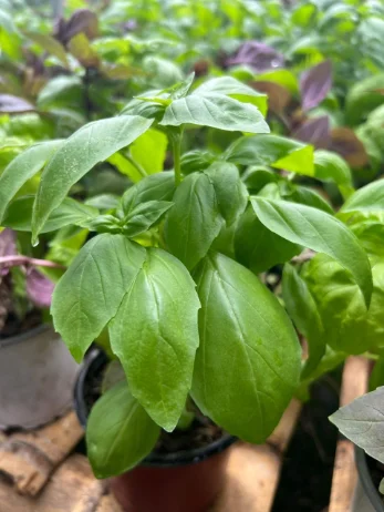 Albahaca