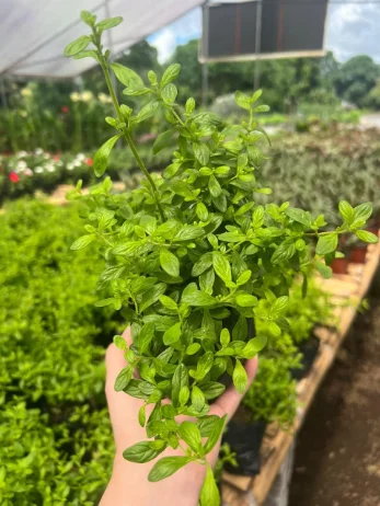 Menta